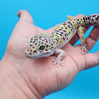 Male Turcmenicus Macularius