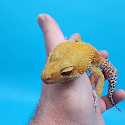 Male Tangerine Tornado Blood pos het Bell Albino