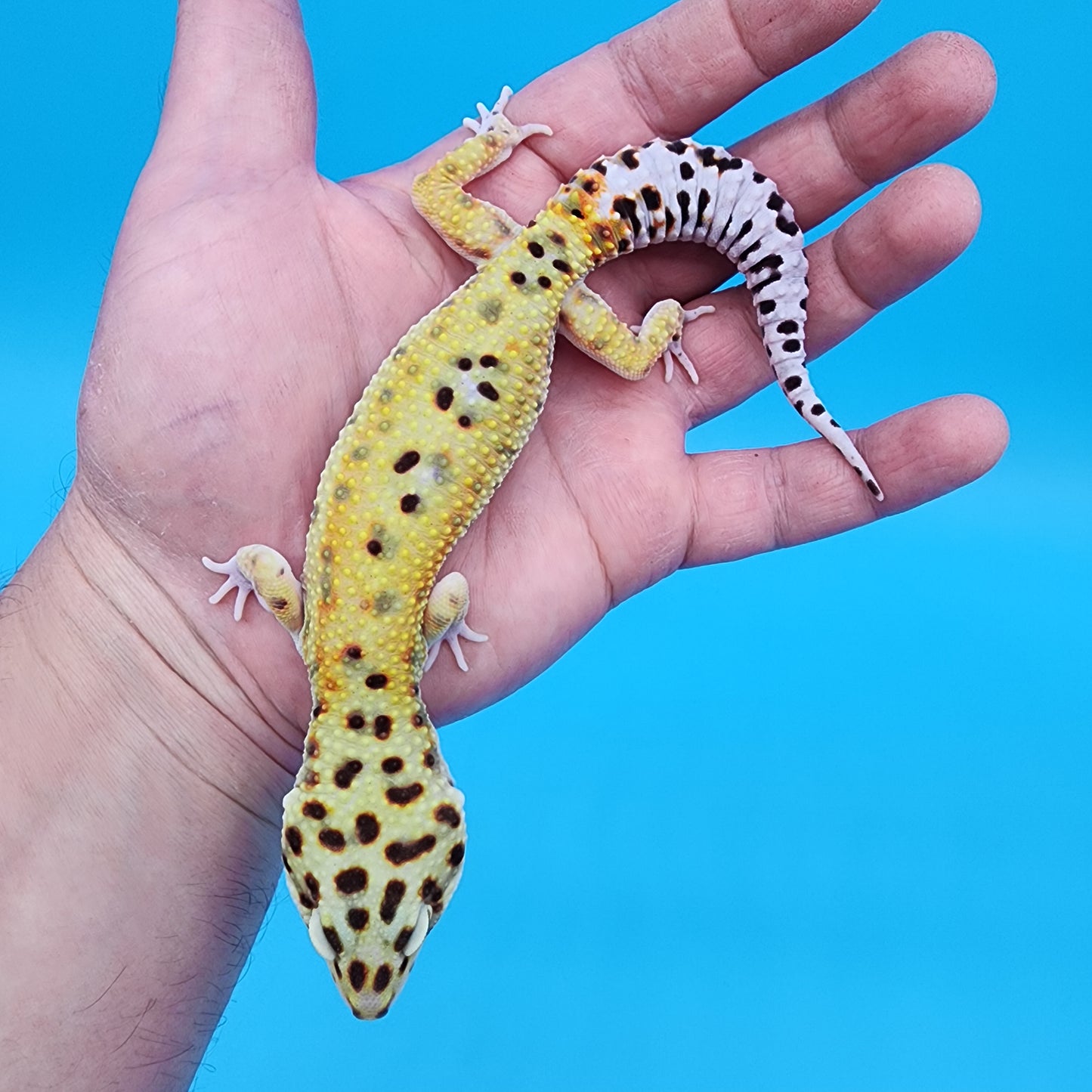 Male Tangerine Hyper Xanthic Bold Emerine 100% Het Tremper Albino pos het Eclipse Pos W&Y (hard to capture green colors)