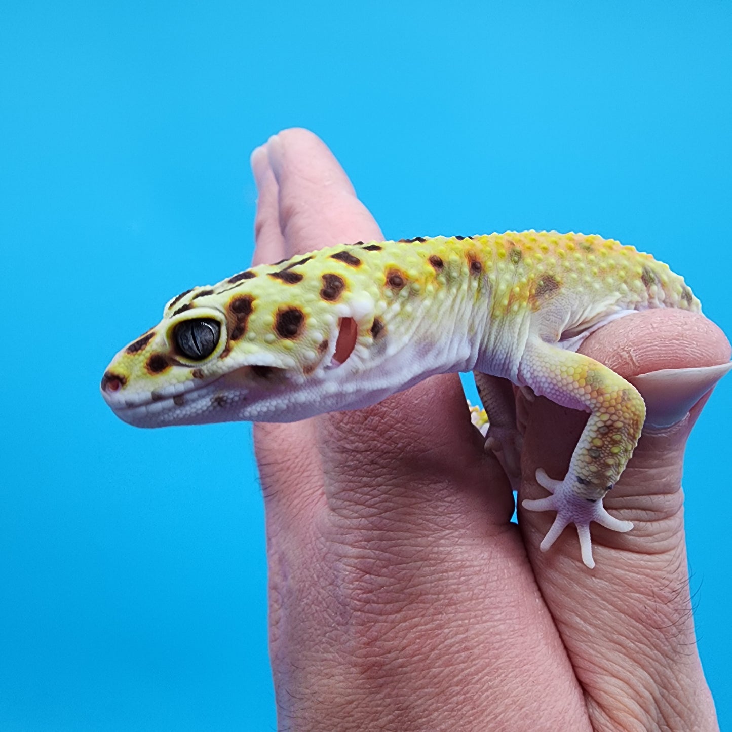 Male Tangerine Hyper Xanthic Bold Emerine 100% Het Tremper Albino pos het Eclipse Pos W&Y (hard to capture green colors)