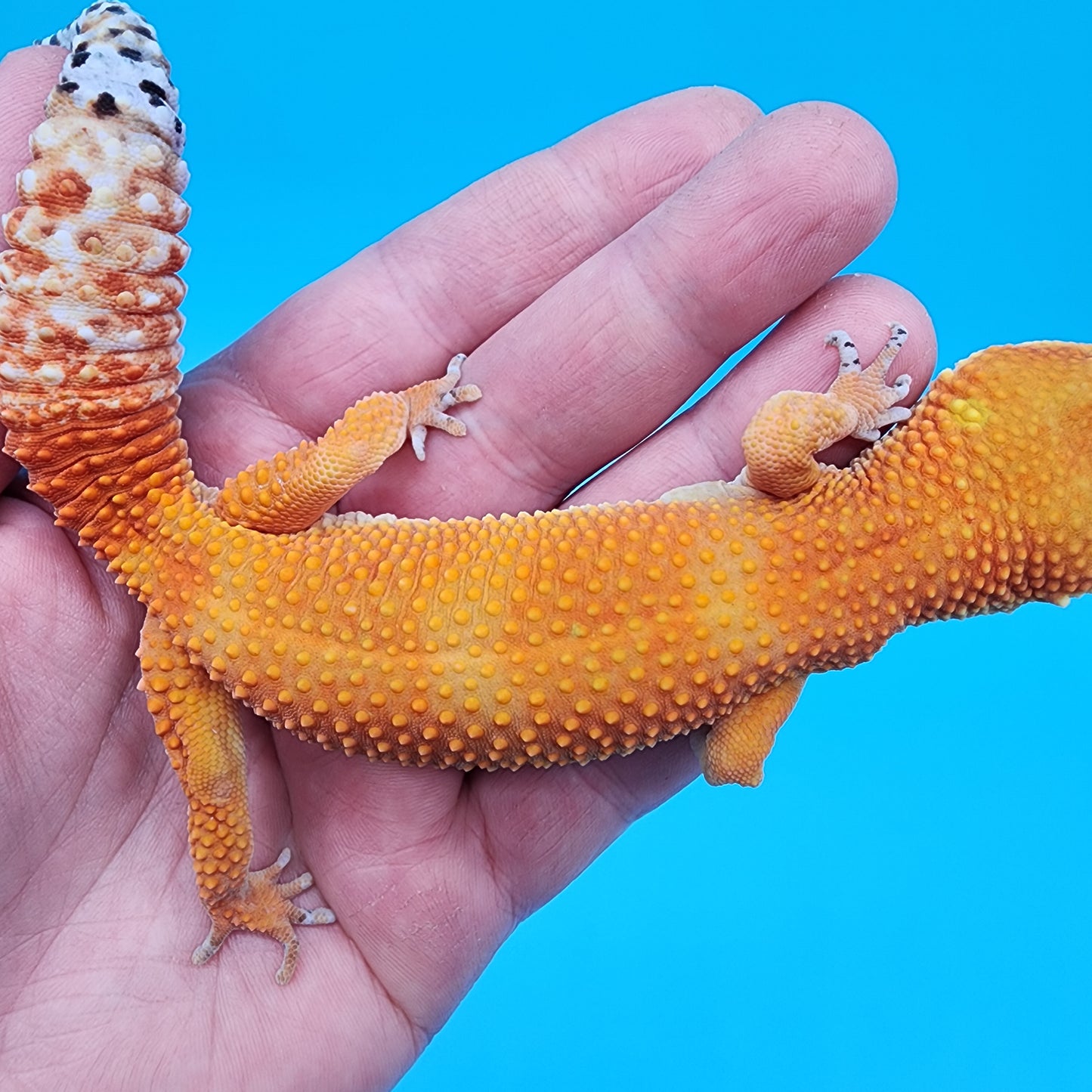 Male Tangerine Tornado Blood pos Het Bell Albino (Pet; slightly bowed legs, minor issue, missing 4 back toe nails, minor issue)