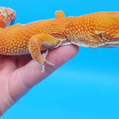Male Tangerine Tornado Blood pos Het Bell Albino (Pet; slightly bowed legs, minor issue, missing 4 back toe nails, minor issue)