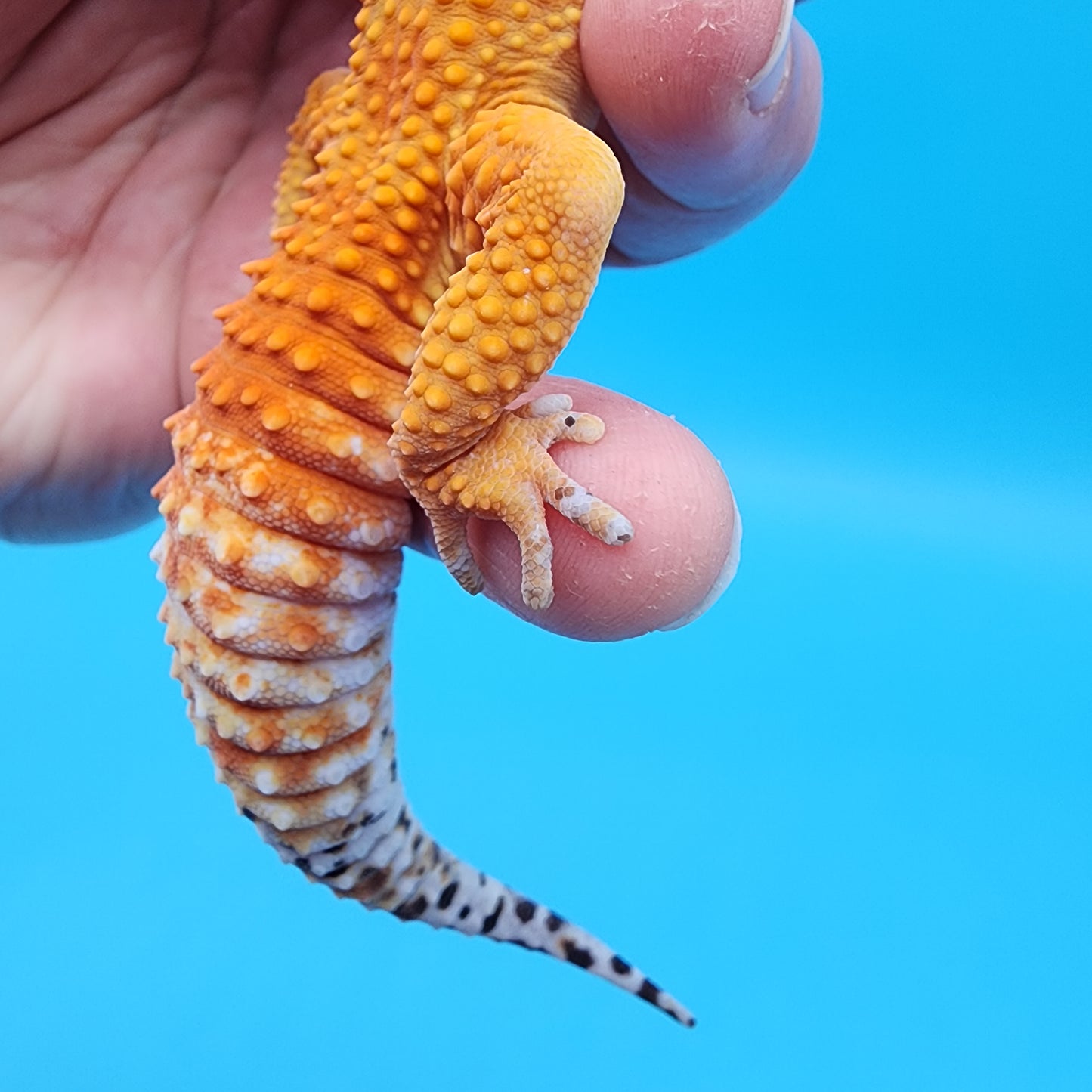 Male Tangerine Tornado Blood pos Het Bell Albino (Pet; slightly bowed legs, minor issue, missing 4 back toe nails, minor issue)