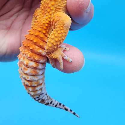 Male Tangerine Tornado Blood pos Het Bell Albino (Pet; slightly bowed legs, minor issue, missing 4 back toe nails, minor issue)