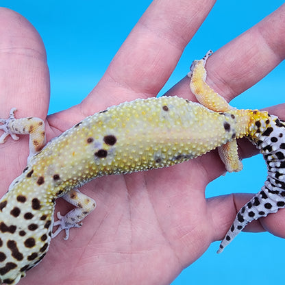Female No Genetic Info (Pet; retired breeder)
