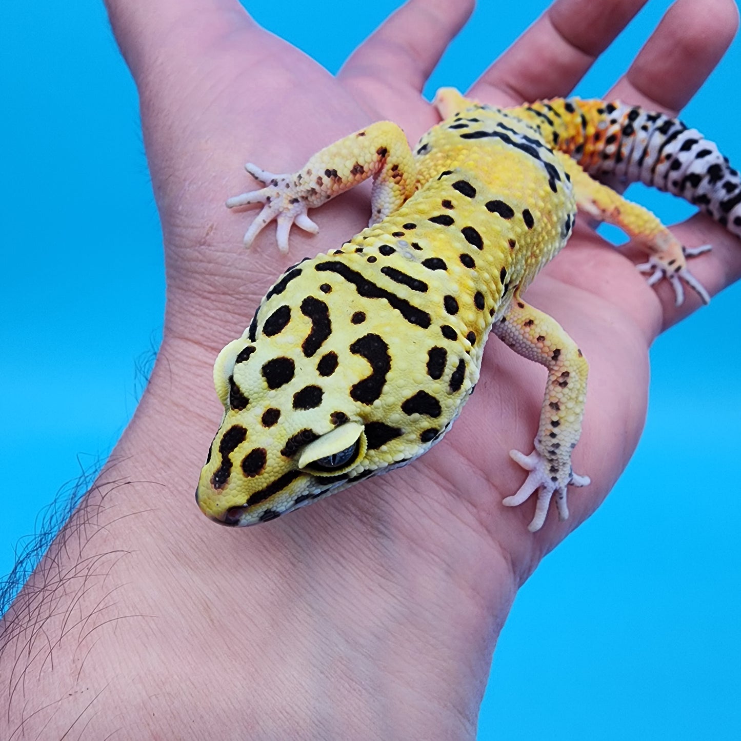 Male Fire bold