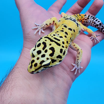 Male Fire bold
