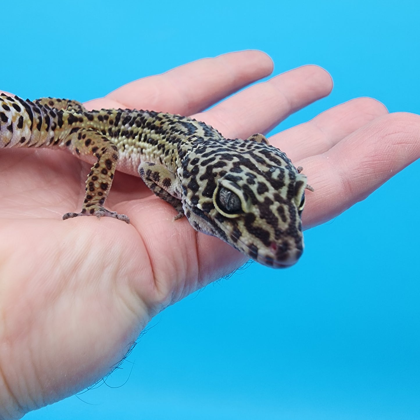 Female 87.5% Black Night 12.5% Mandarin (C-Tier)