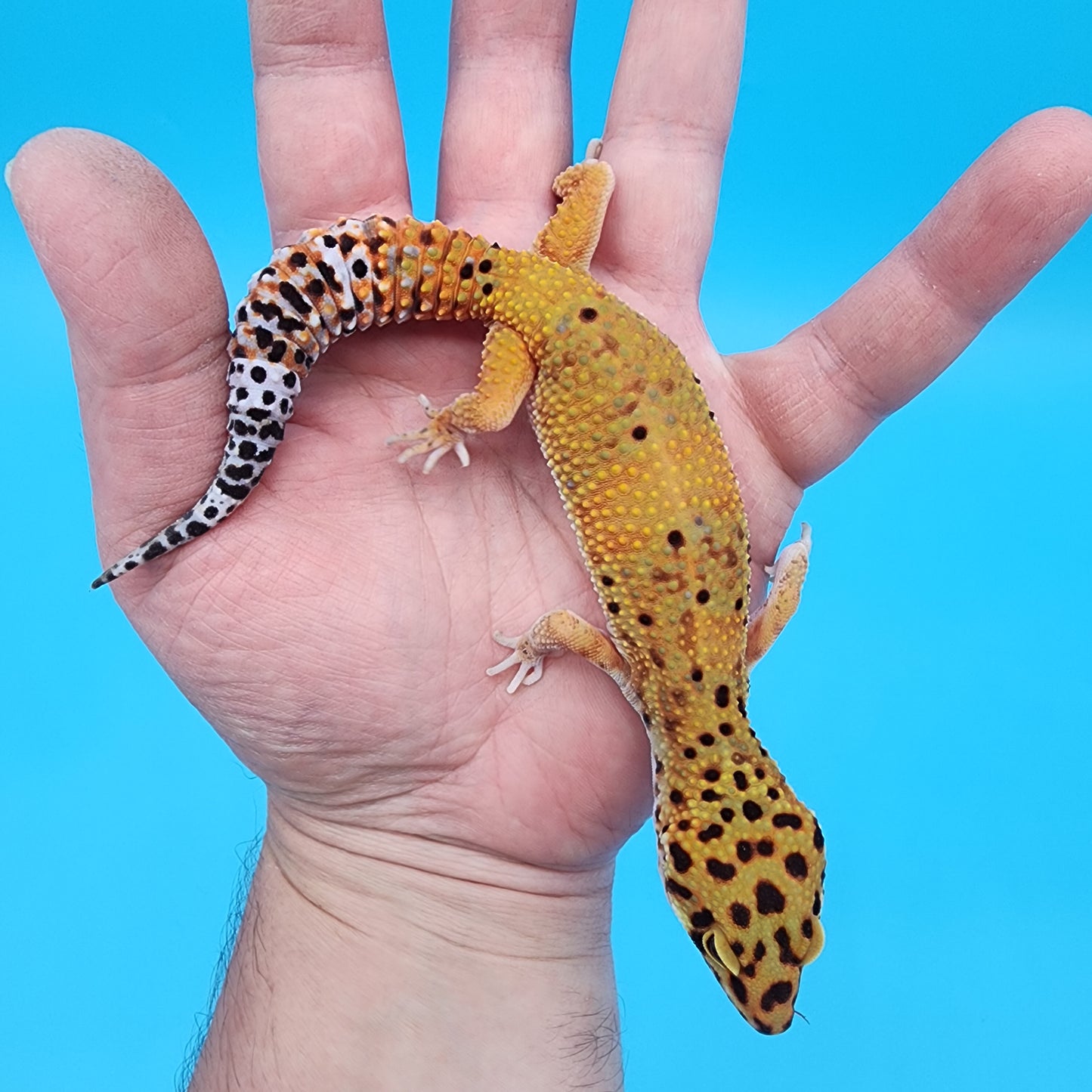 Female Super Giant Blood Emerine 100% Het RADAR