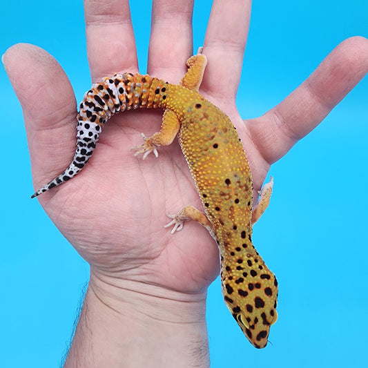 Female Super Giant Blood Emerine 100% Het RADAR