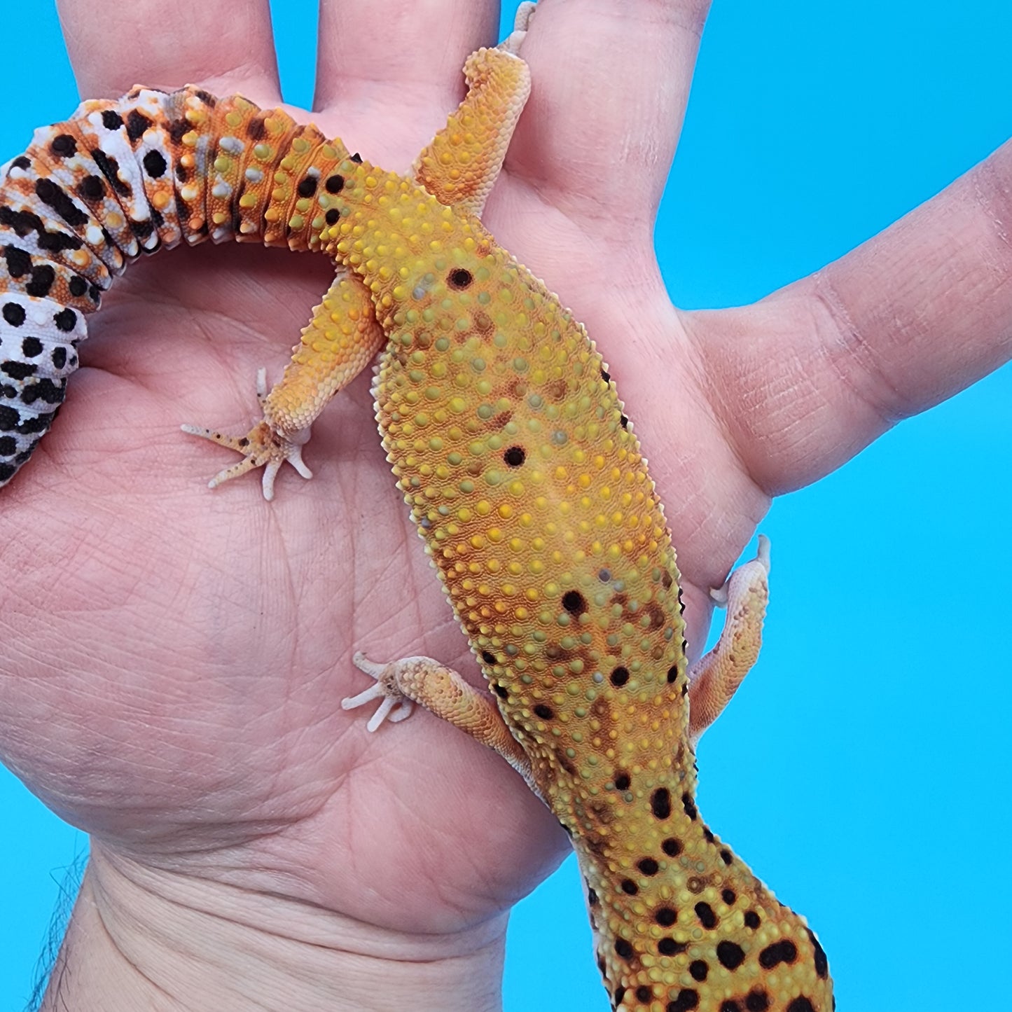 Female Super Giant Blood Emerine 100% Het RADAR