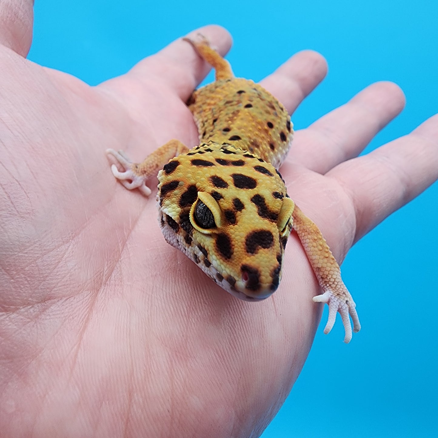 Female Super Giant Blood Emerine 100% Het RADAR