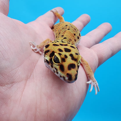 Female Super Giant Blood Emerine 100% Het RADAR