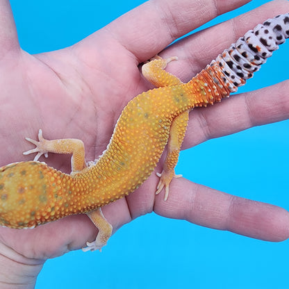 Female Giant Blood Bold Emerine