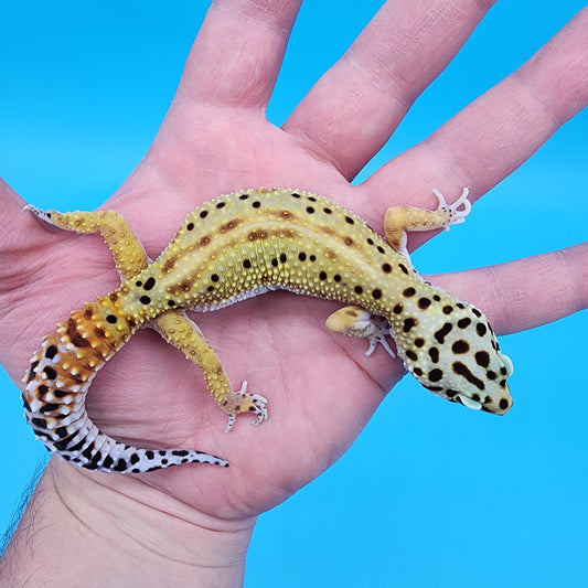 Female Super Giant Blood Emerine Red Stripe 100% Het RADAR