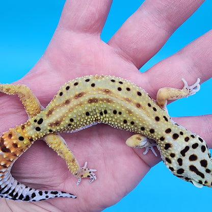 Female Super Giant Blood Emerine Red Stripe 100% Het RADAR