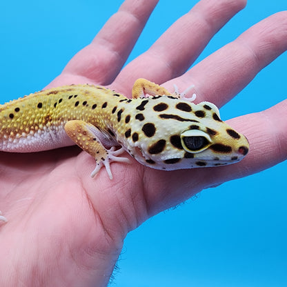 Female Super Giant Blood Emerine Red Stripe 100% Het RADAR