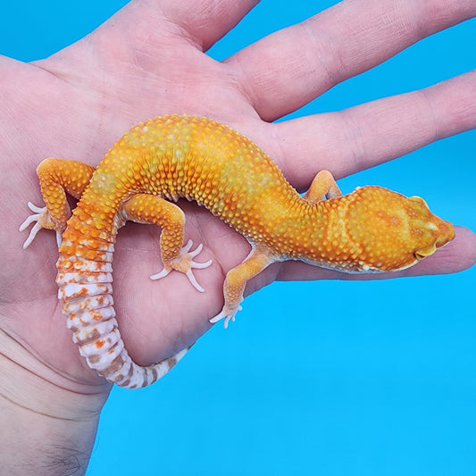 Male Mandarin Inferno Emerine Tremper Albino probable White & Yellow