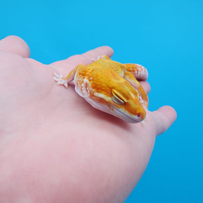 Male Mandarin Inferno Emerine Tremper Albino probable White & Yellow