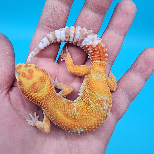 Female Clown Infenro Tremper Albino