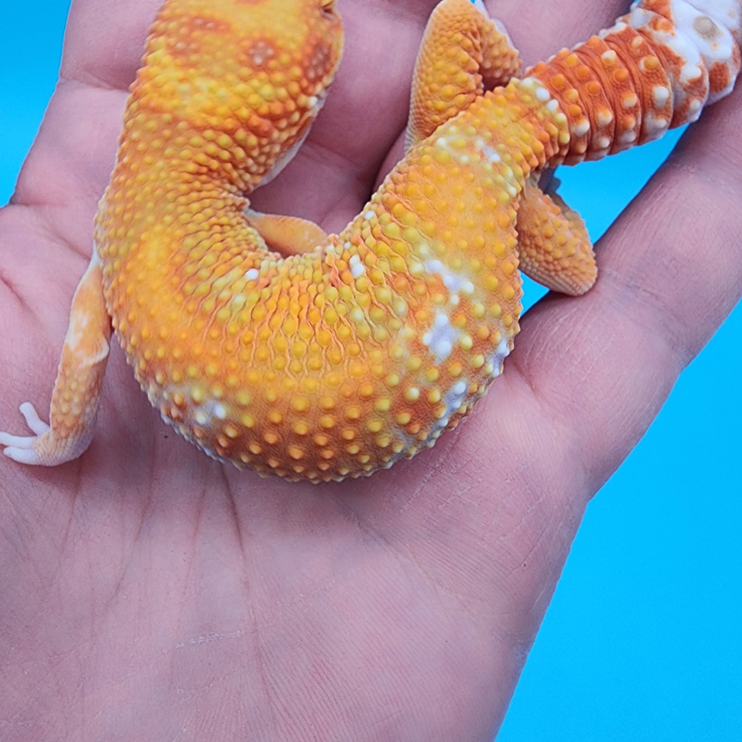 Female Clown Infenro Tremper Albino