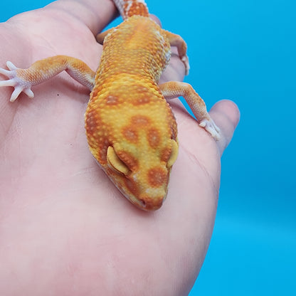 Female Clown Infenro Tremper Albino