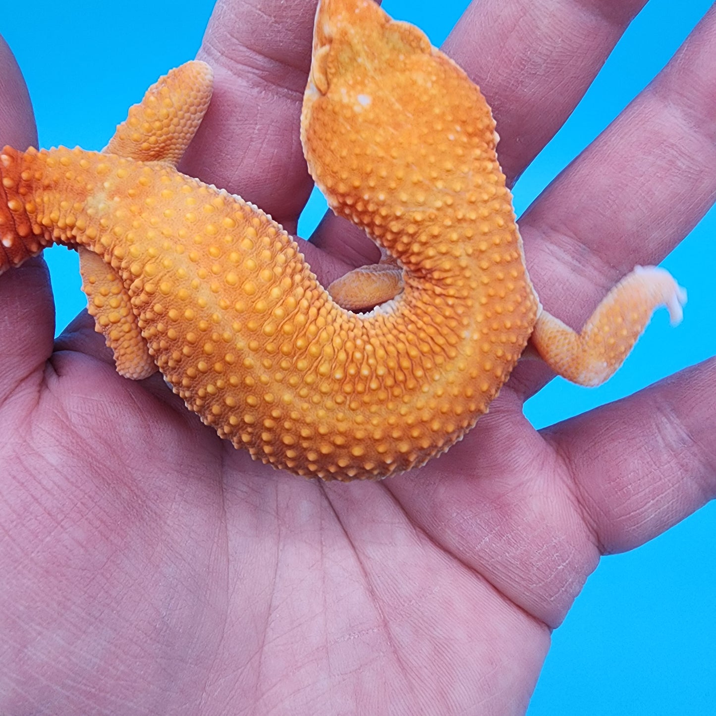 Female Mandarin Inferno Super Hypo Tremper Albino