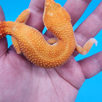 Female Mandarin Inferno Super Hypo Tremper Albino