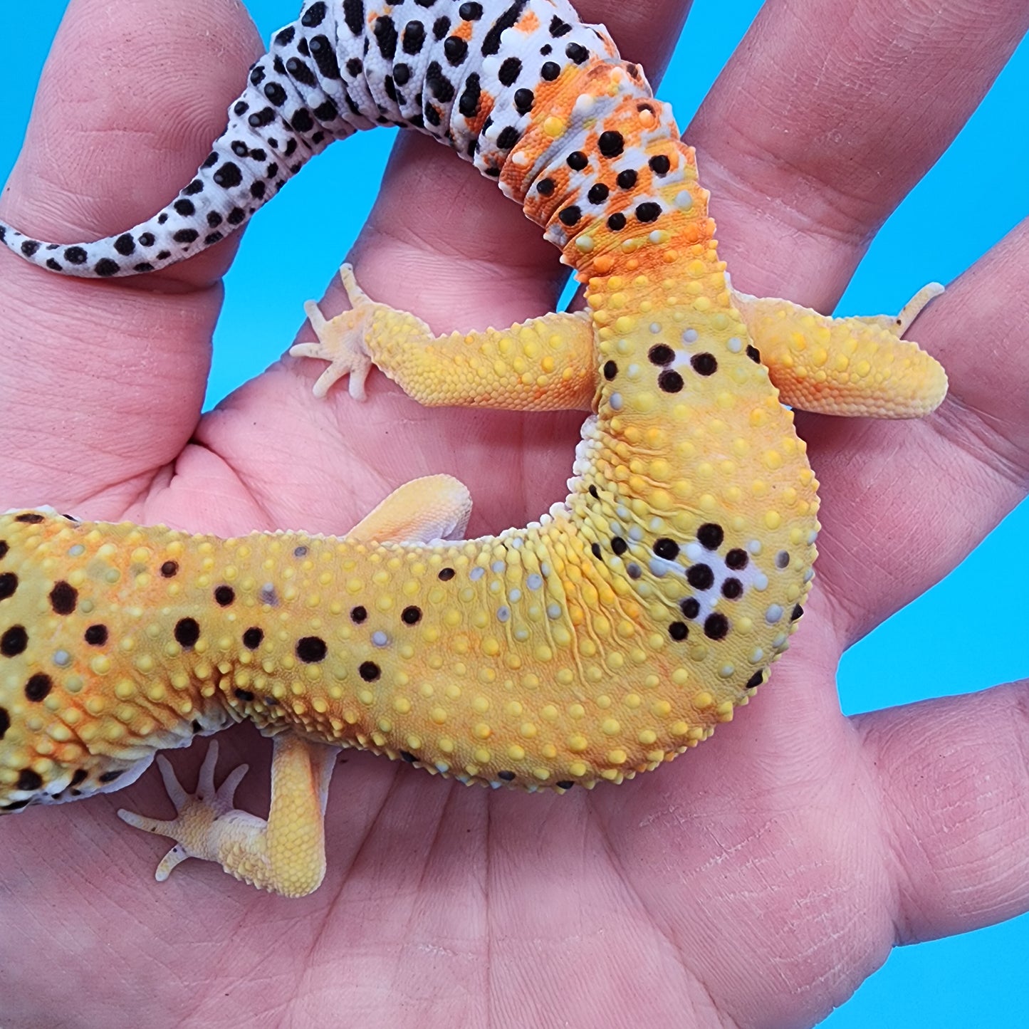 Male Giant Blood Bold Emerine
