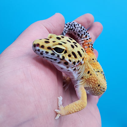 Male Giant Blood Bold Emerine