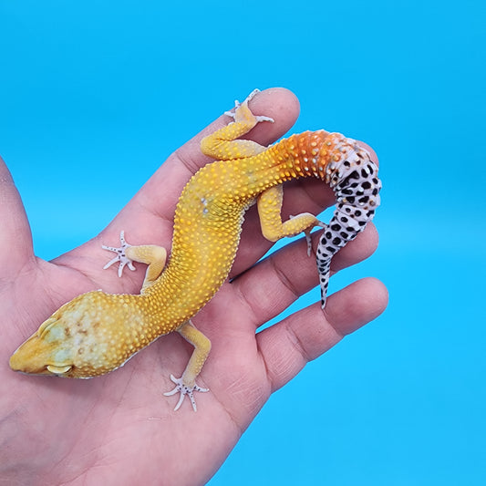 Male Giant Blood Hypo