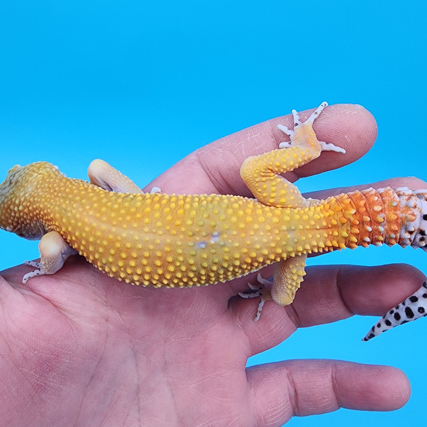 Male Giant Blood Hypo