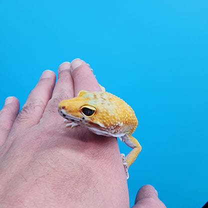 Male Giant Blood Hypo