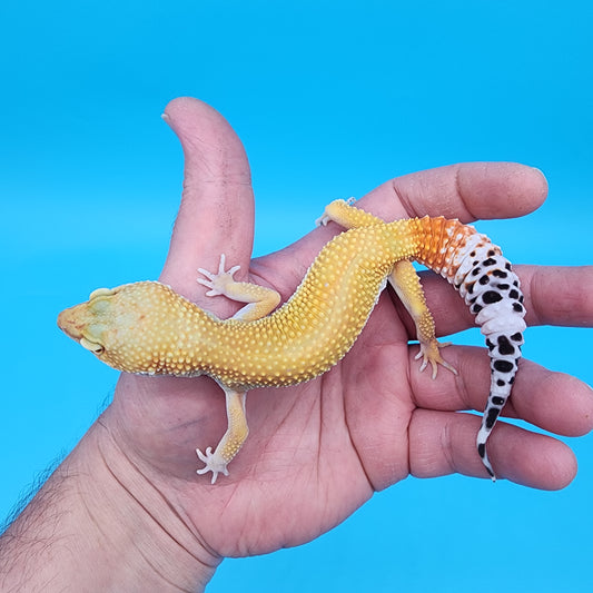 Female Giant Blood Super Hypo
