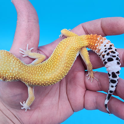 Female Giant Blood Super Hypo