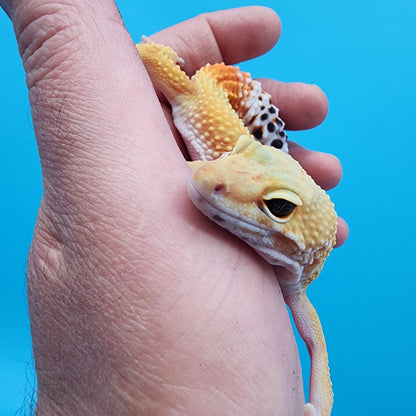 Female Giant Blood Super Hypo