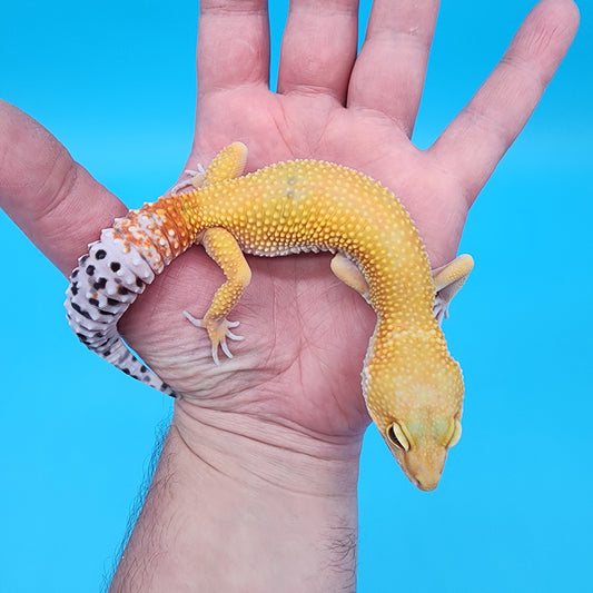 Female Giant Blood Hypo