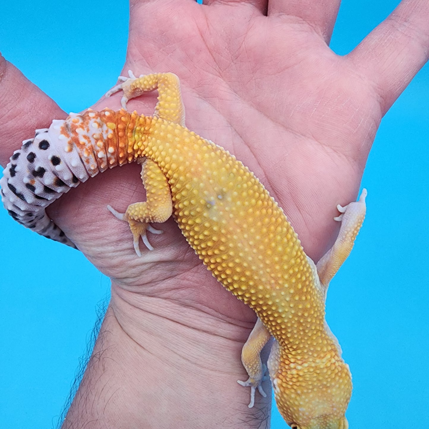 Female Giant Blood Hypo
