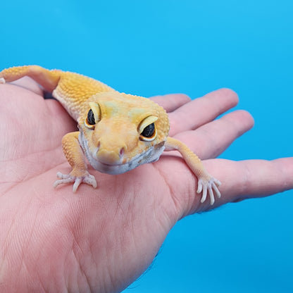 Female Giant Blood Hypo