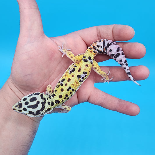Male Hyper Xanthic Fire Bold Bandit possible W&Y (smiley face headstamp)