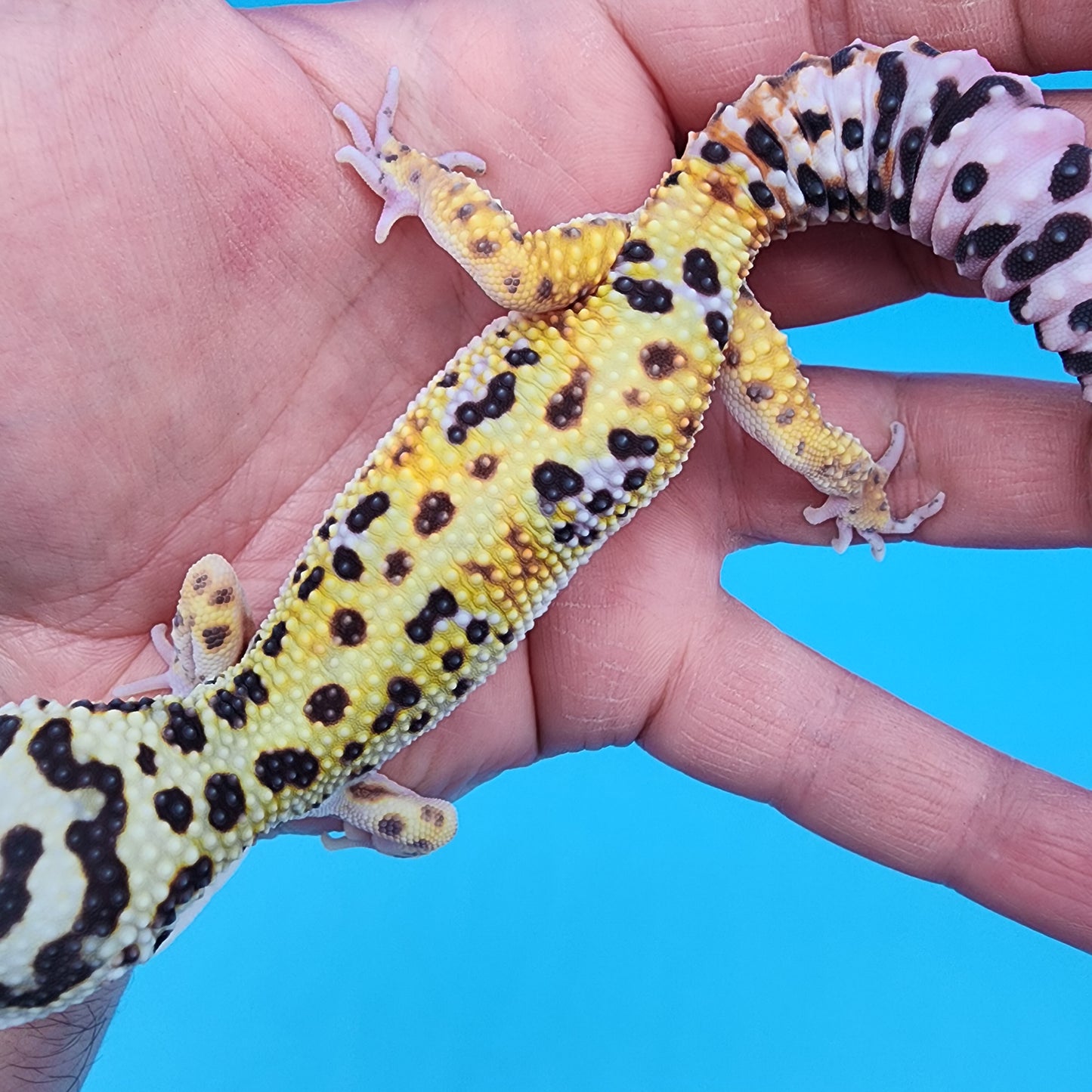 Male Hyper Xanthic Fire Bold Bandit possible W&Y (smiley face headstamp)