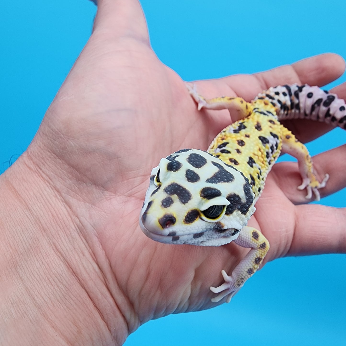 Male Hyper Xanthic Fire Bold Bandit possible W&Y (smiley face headstamp)