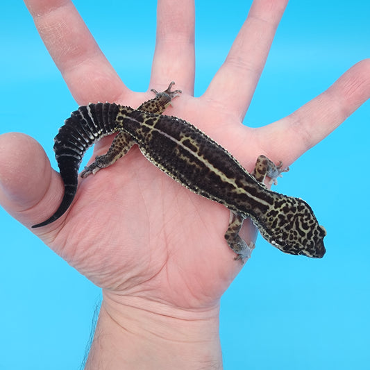 Female Black Night (A-Tier) - FREE SHIPPING **