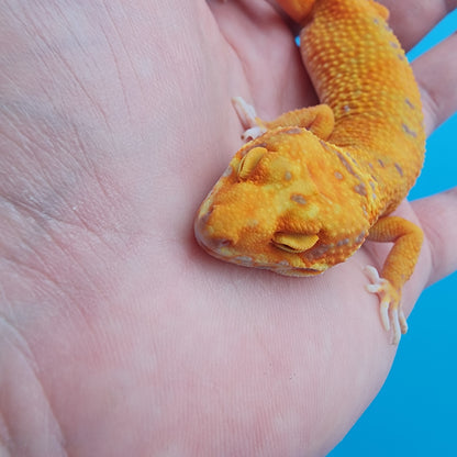 Female Mandarin Inferno Tremper Albino Emerine possible W&Y (very slight tail tip curve, visual effect only)