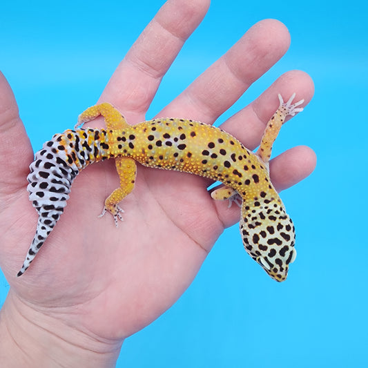 Female 50% Black Night 50% Mandarin (D-Tier; funny shape tail tip)