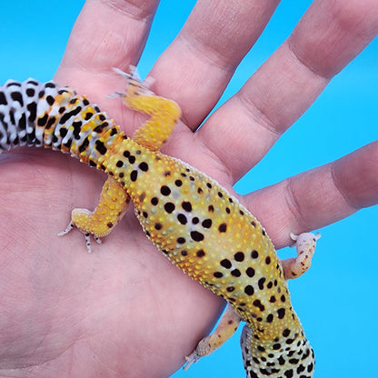 Female 50% Black Night 50% Mandarin (D-Tier; funny shape tail tip)