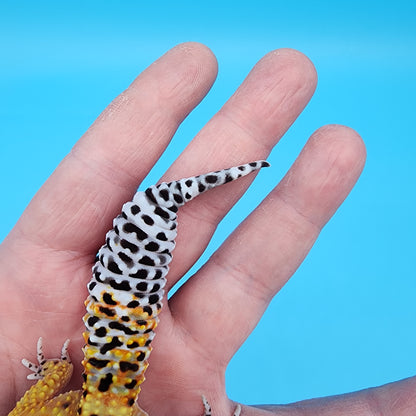Female 50% Black Night 50% Mandarin (D-Tier; funny shape tail tip)