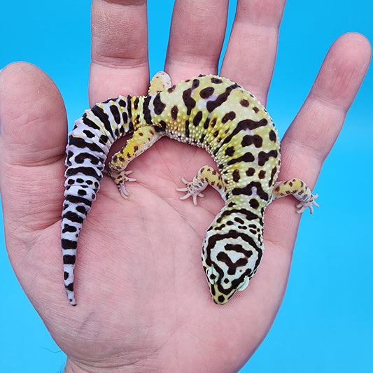 Female Hyper Xanthic Bold Turcmenicus possible W&Y (funky head stamp line)