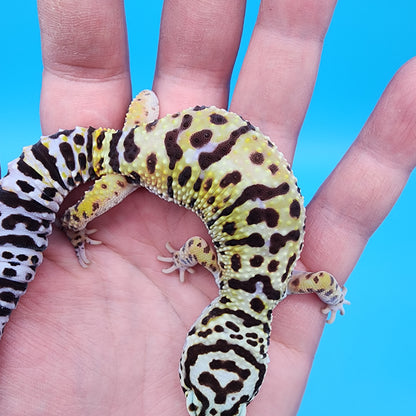 Female Hyper Xanthic Bold Turcmenicus possible W&Y (funky head stamp line)