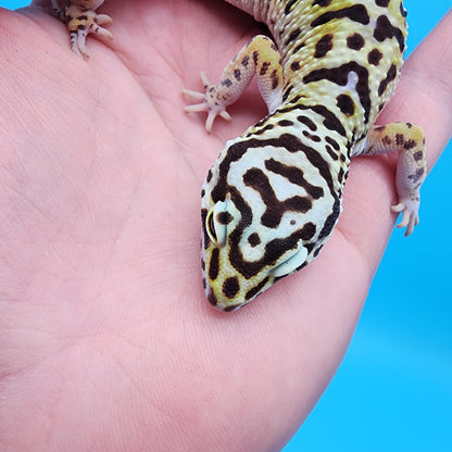 Female Hyper Xanthic Bold Turcmenicus possible W&Y (funky head stamp line)